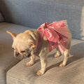 Mesh Dress Skirt Dogs And Cats Bow Pearl